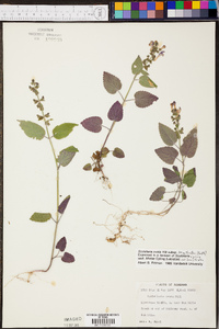 Scutellaria ovata image