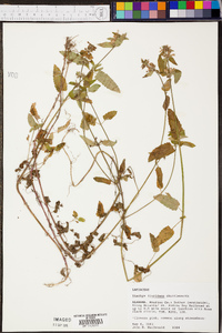 Stachys floridana image