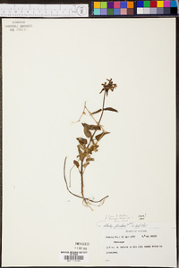 Stachys floridana image