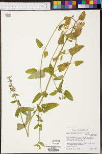 Stachys floridana image