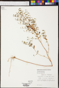 Trichostema dichotomum image