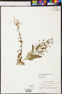 Trichostema dichotomum image