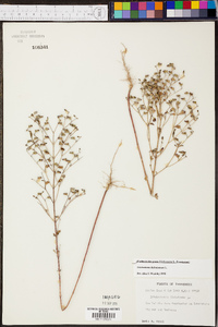 Trichostema dichotomum image