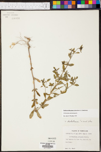 Trichostema dichotomum image