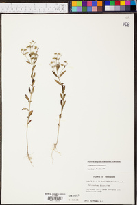 Trichostema dichotomum image