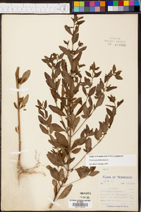 Trichostema dichotomum image