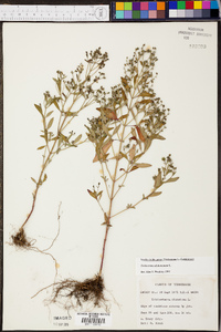 Trichostema dichotomum image