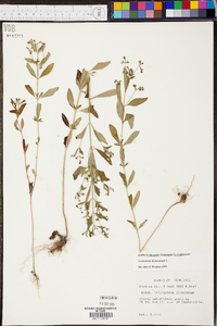 Trichostema dichotomum image