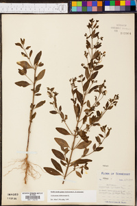 Trichostema dichotomum image