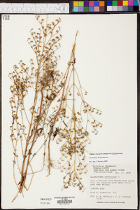 Trichostema dichotomum image