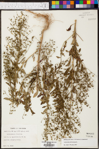 Trichostema dichotomum image