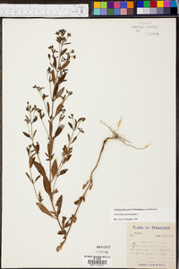 Trichostema dichotomum image