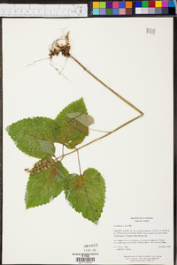 Scutellaria ovata image