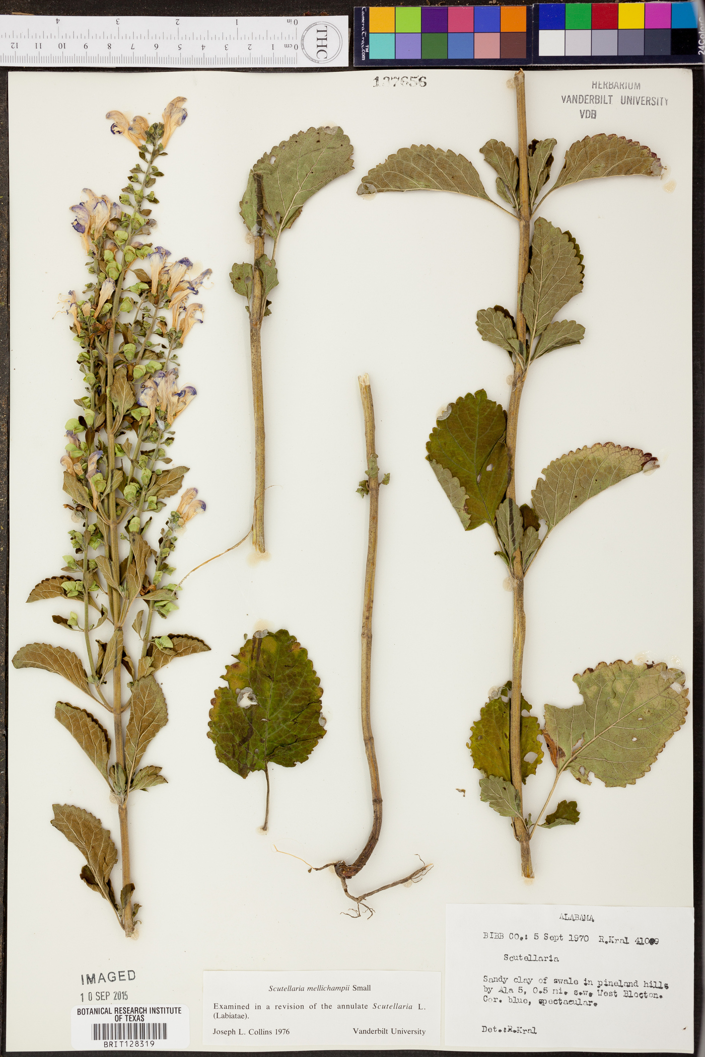 Scutellaria mellichampii image