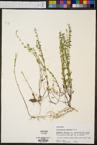 Scutellaria racemosa image