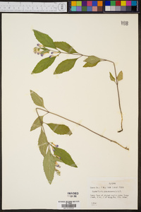 Scutellaria pseudoserrata image