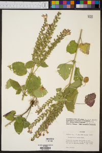 Scutellaria ovata subsp. bracteata image