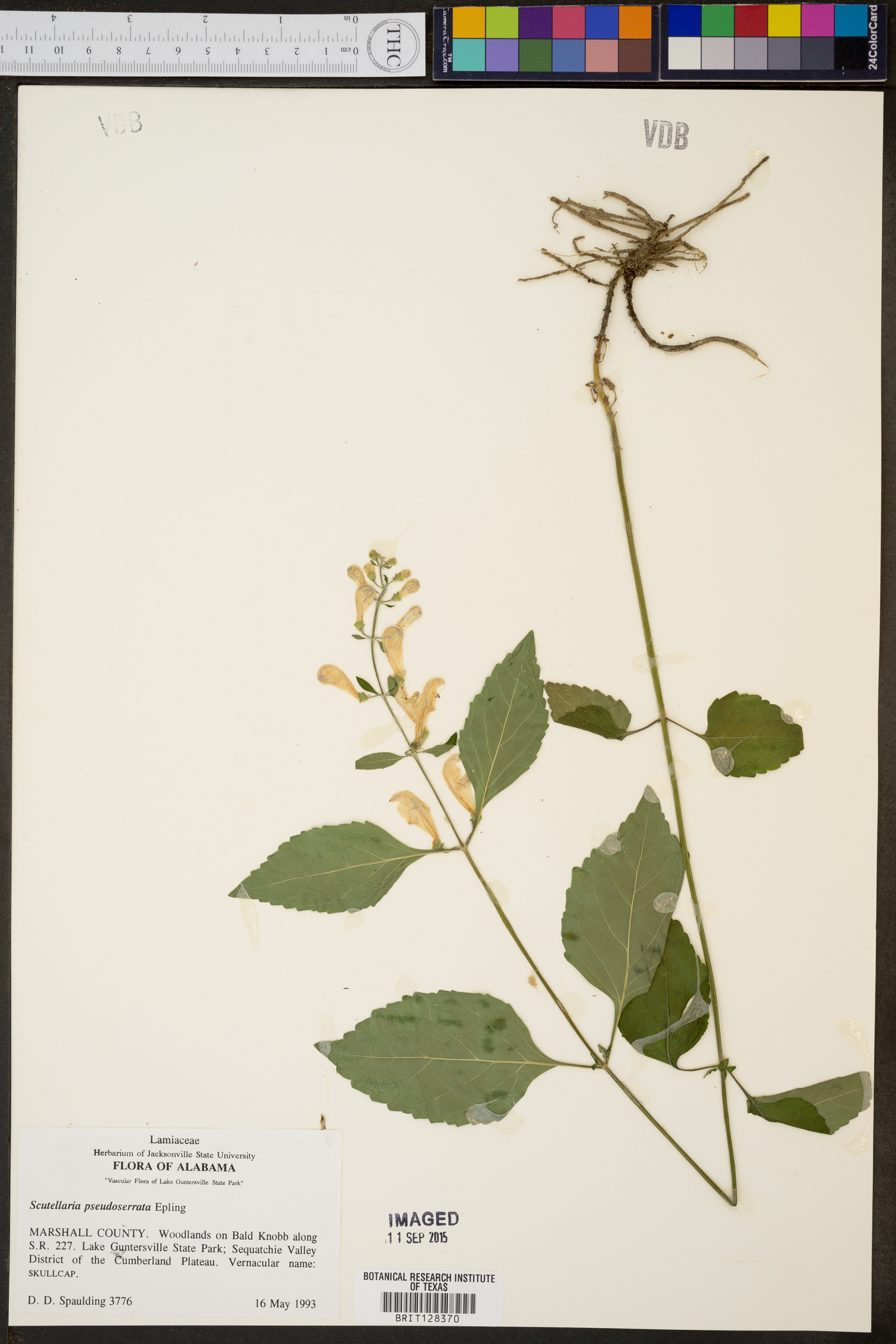 Scutellaria pseudoserrata image