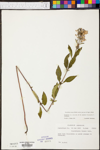 Scutellaria incana image