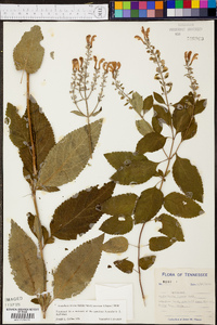 Scutellaria incana image