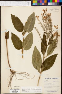 Scutellaria incana image