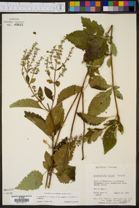 Scutellaria incana image