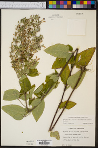 Scutellaria incana var. incana image