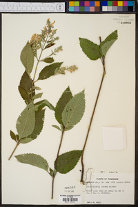 Scutellaria incana var. incana image