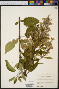 Scutellaria incana var. incana image