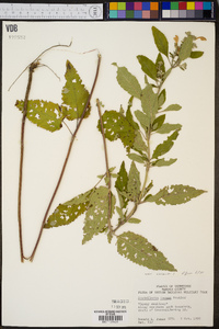 Scutellaria incana image