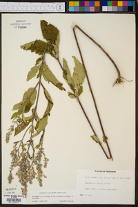 Scutellaria incana var. incana image