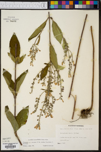 Scutellaria incana image