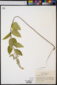 Scutellaria incana image