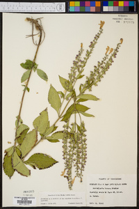 Scutellaria incana var. incana image