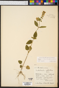 Scutellaria elliptica image