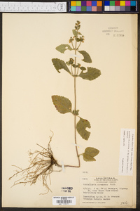 Scutellaria elliptica var. hirsuta image