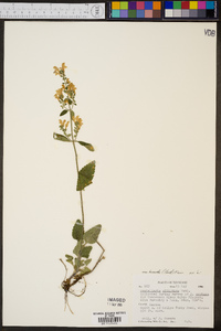 Scutellaria elliptica var. hirsuta image