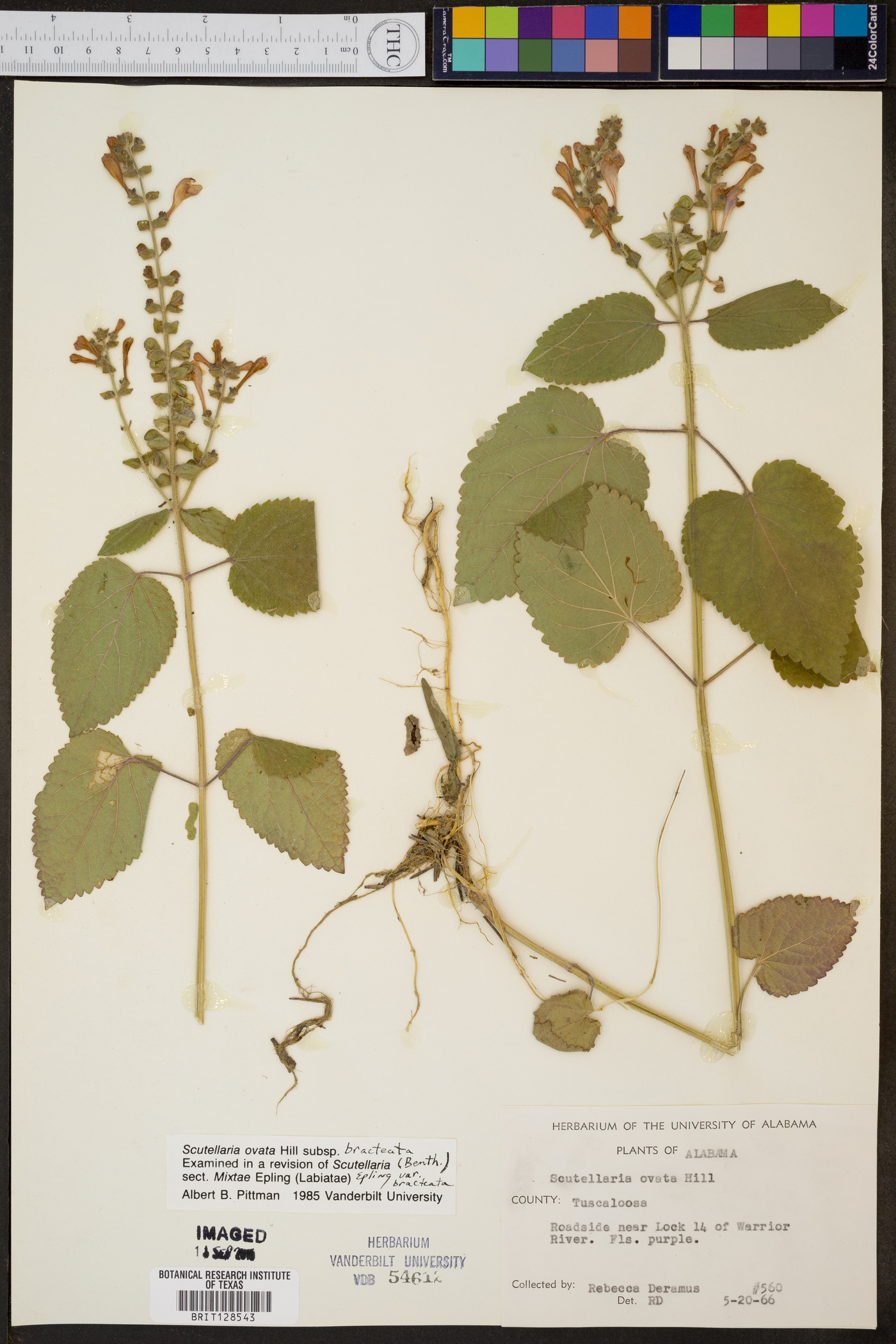 Scutellaria ovata subsp. bracteata image