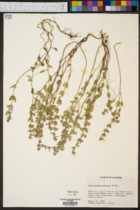 Scutellaria parvula image