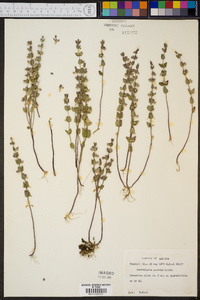 Scutellaria parvula image