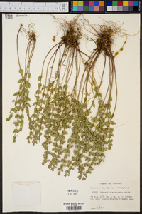 Scutellaria parvula image