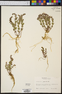 Scutellaria parvula image