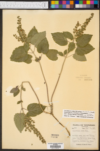 Scutellaria ovata image