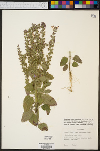 Scutellaria ovata image