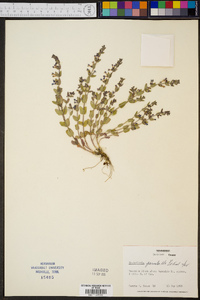 Scutellaria parvula image