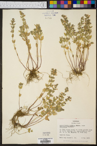 Scutellaria parvula image