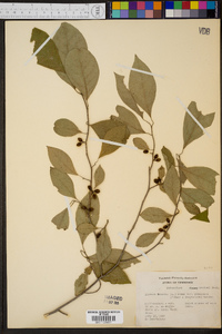 Lindera benzoin var. pubescens image