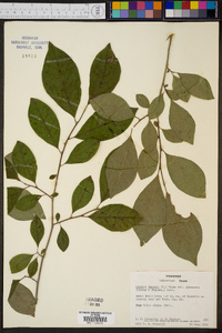 Lindera benzoin var. pubescens image