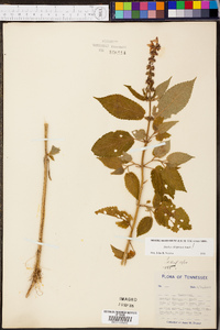 Stachys clingmanii image