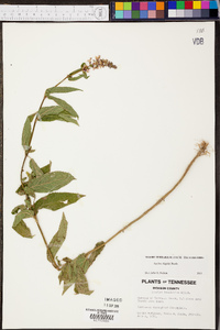 Stachys hispida image